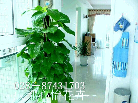 成都植物租擺品種